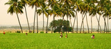 Women farmers walking through rice field in India