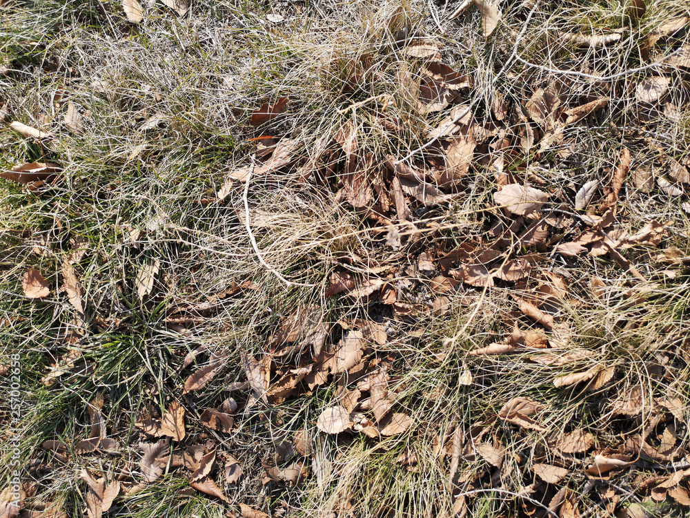 Texture of dry grass and leaves closeup in Russia, in March Texture of dry grass and leaves closeup in Russia, in March