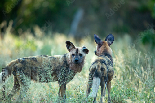 A pack of wild dogs with the alpha male showing obvious signs of being in a fight