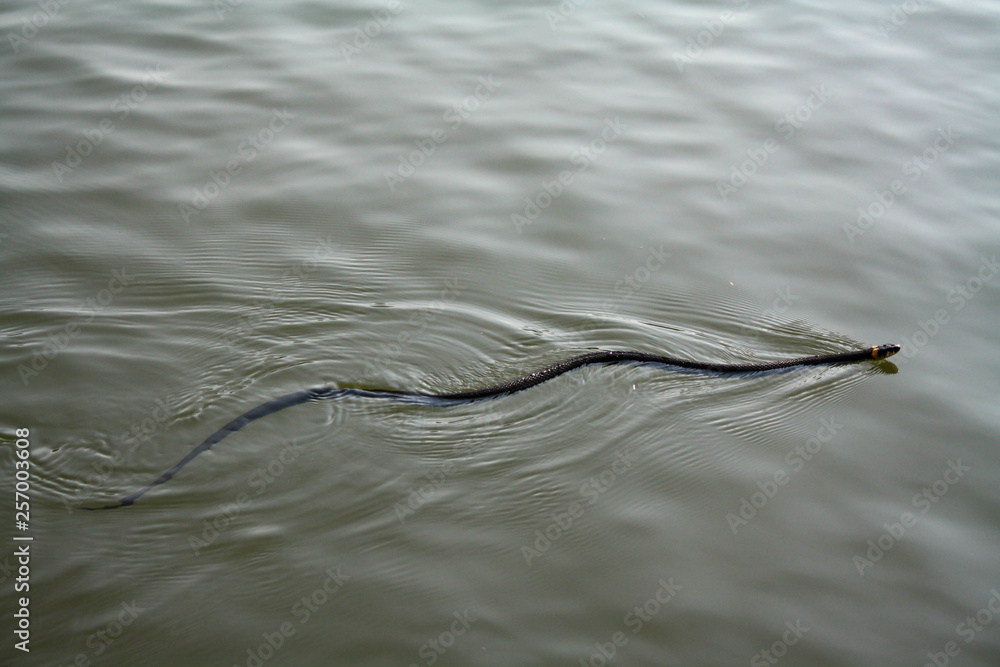 Adder snake swim in river. Europe, summer day. Non-venomous natrix - grass snake or water snake. Adder snake swim in river. Europe, summer day. Non-venomous natrix - grass snake or water snake.