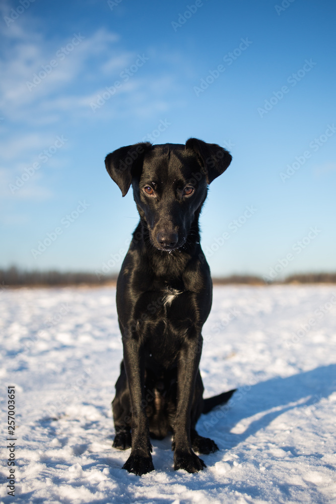 Portrait of beautiful small black dog, looking forward, sitting in a sunny meadow