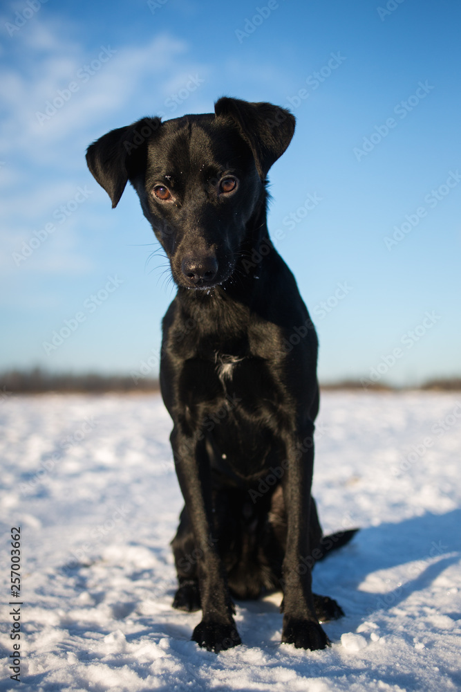 Portrait of beautiful small black dog, looking forward, sitting in a sunny meadow Portrait of beautiful small black dog, looking forward, sitting in a sunny meadow