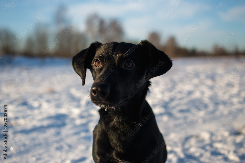 Portrait of beautiful small black dog, looking forward, sitting in a sunny meadow Portrait of beautiful small black dog, looking forward, sitting in a sunny meadow