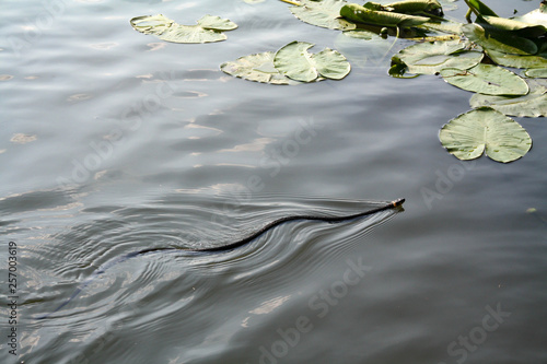 Adder snake swim in river. Europe, summer day. Non-venomous natrix - grass snake or water snake.