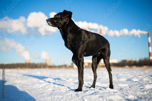 Portrait of beautiful small black dog, looking forward, standing in a sunny meadow