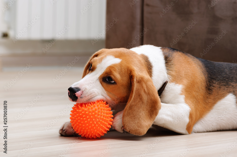 Poster Wandbilder Cute five month old beagle puppy chewing spiky ball dog toy indoor 40x26.7 cm