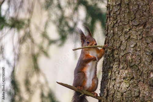 Red squirrel standing on a tree branch at a tree