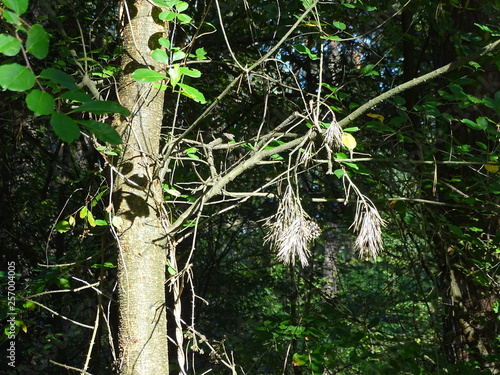 Trockener Zweig auf einen dünnes Ast