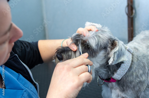 Miniature schnauzer in a hairdressing session in a veterinary clinic
