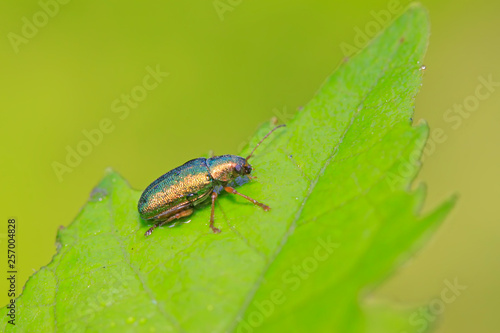 leaf beetle on plant © YuanGeng