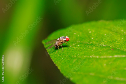 muscidae insects on plant © YuanGeng
