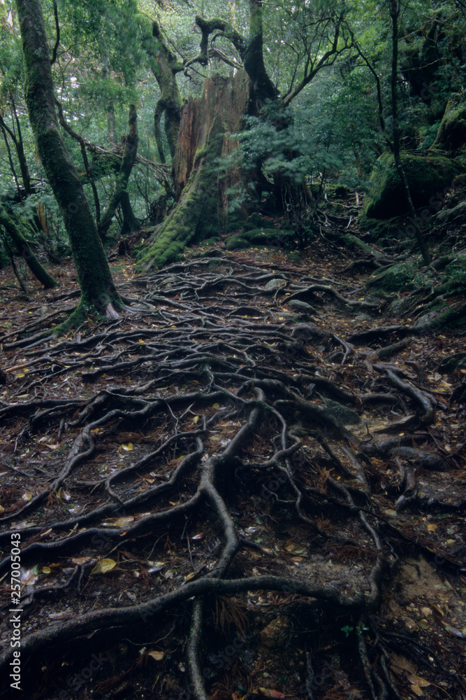 Roots on the land of Yakushima - 屋久島の大地に根を張る Roots on the land of Yakushima - 屋久島の大地に根を張る