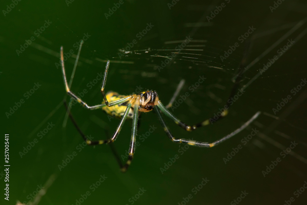 Nephila clavata Nephila clavata