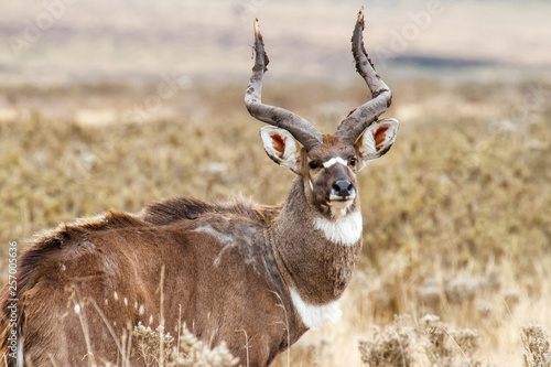 Male Mountain Nyala in the Bale Mountainns National Park. This mammal is endemic and only seen in Ethiopia. photo