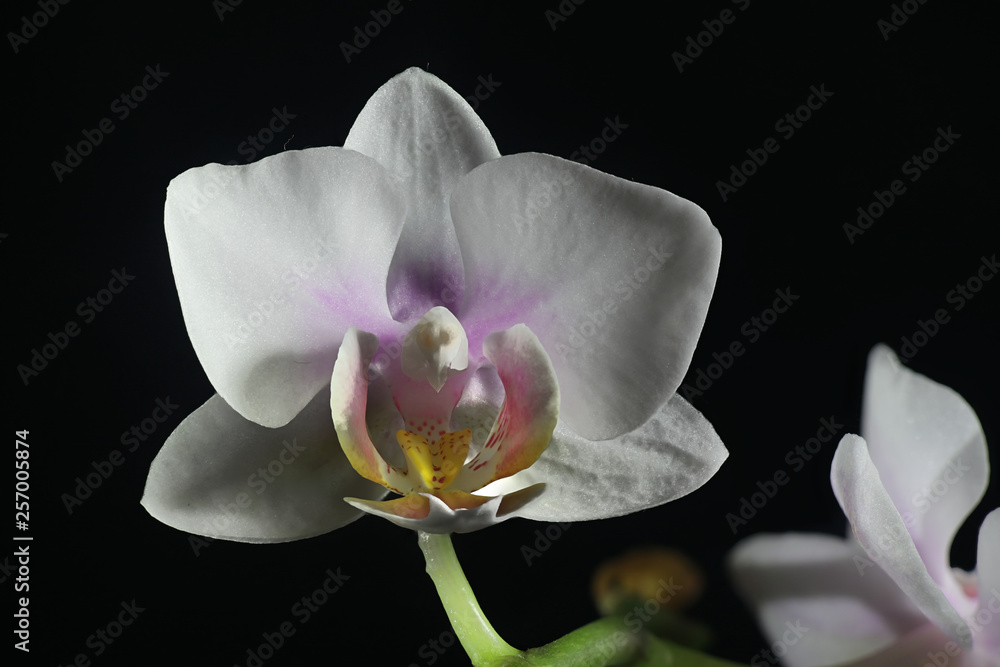 Obraz premium Moth orchids on black background