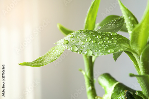 Photo Green bamboo plant with leaves on blurred background, closeup