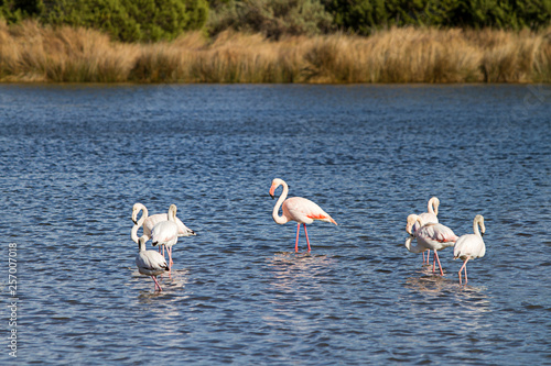 Family of flamingos with the adult male in the center and six puppies around in the pond near the shore of the Budoni sea in Sardinia photo