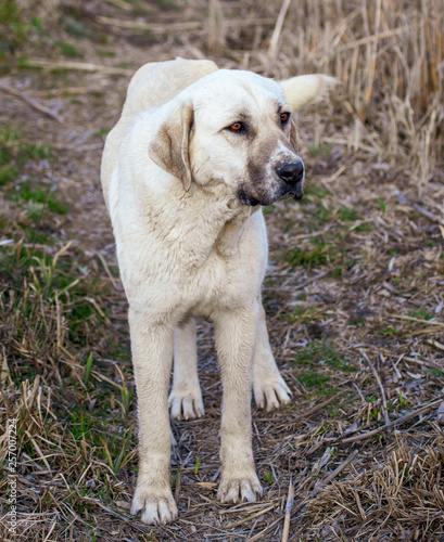 Portrait of a dog on the grass in spring