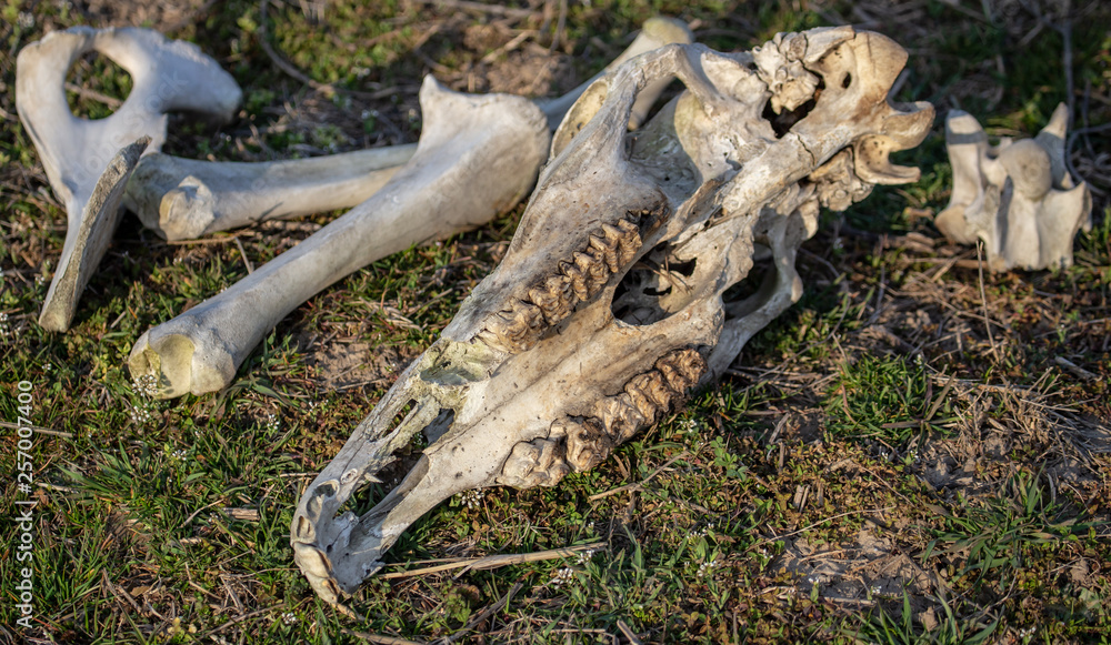 The bones of the animal lie in nature The bones of the animal lie in nature
