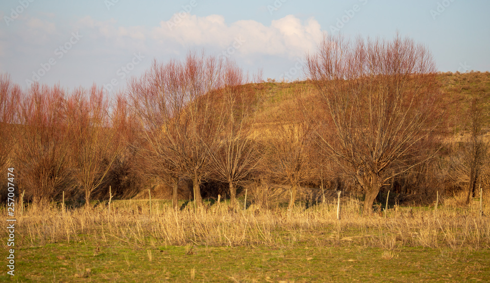 Fototapeta premium Poplar trees are bare in nature