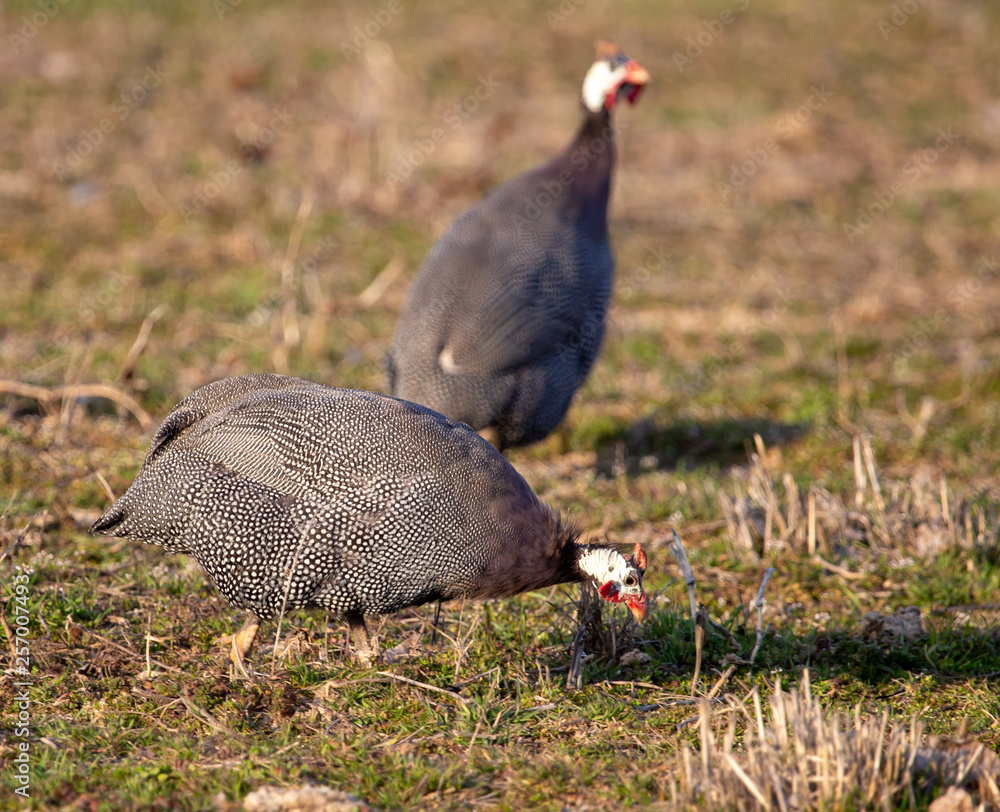 Fototapeta premium Guinea fowl grazing in a meadow in spring