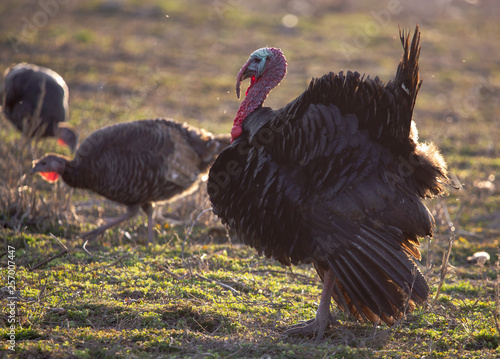 Turkeys graze in the meadow in spring