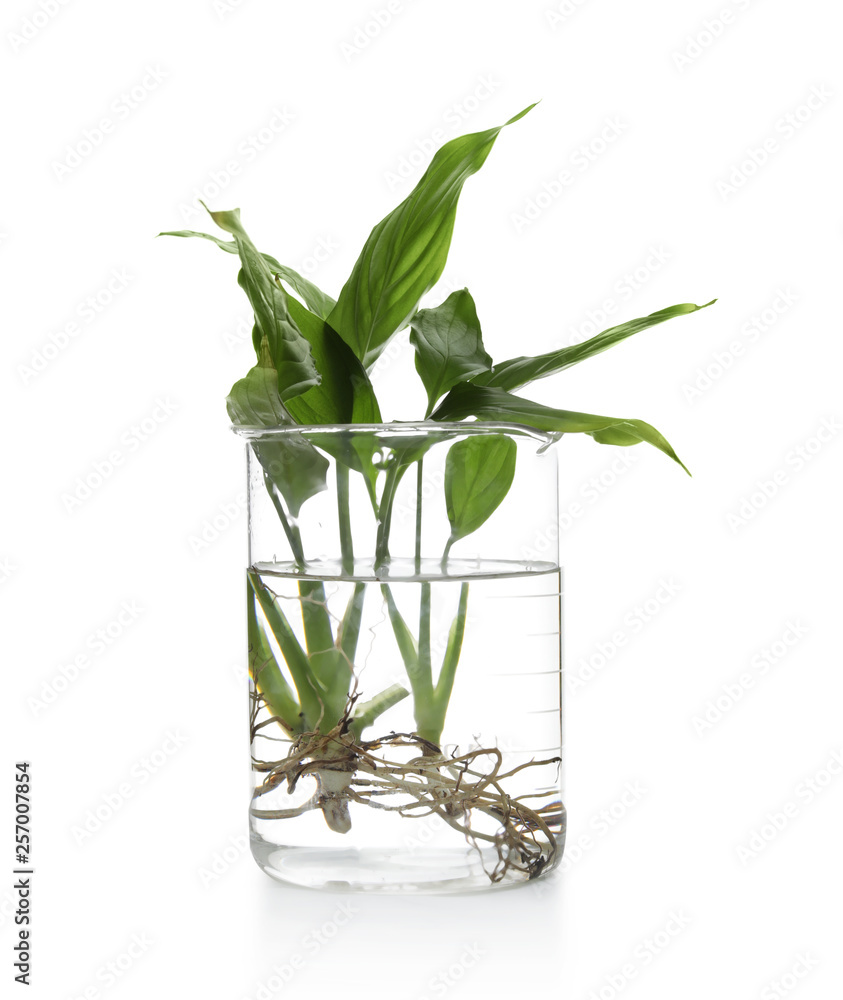 Beaker with exotic plants isolated on white. Organic chemistry - obrazy, fototapety, plakaty 