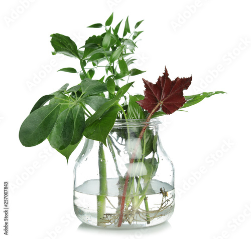 Different exotic plants in glass jar isolated on white. Organic chemistry