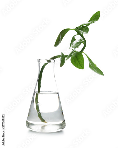 Flask with exotic plant isolated on white. Organic chemistry