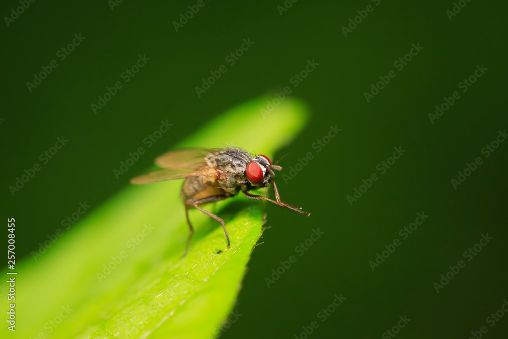Tachinidae on plant Tachinidae on plant