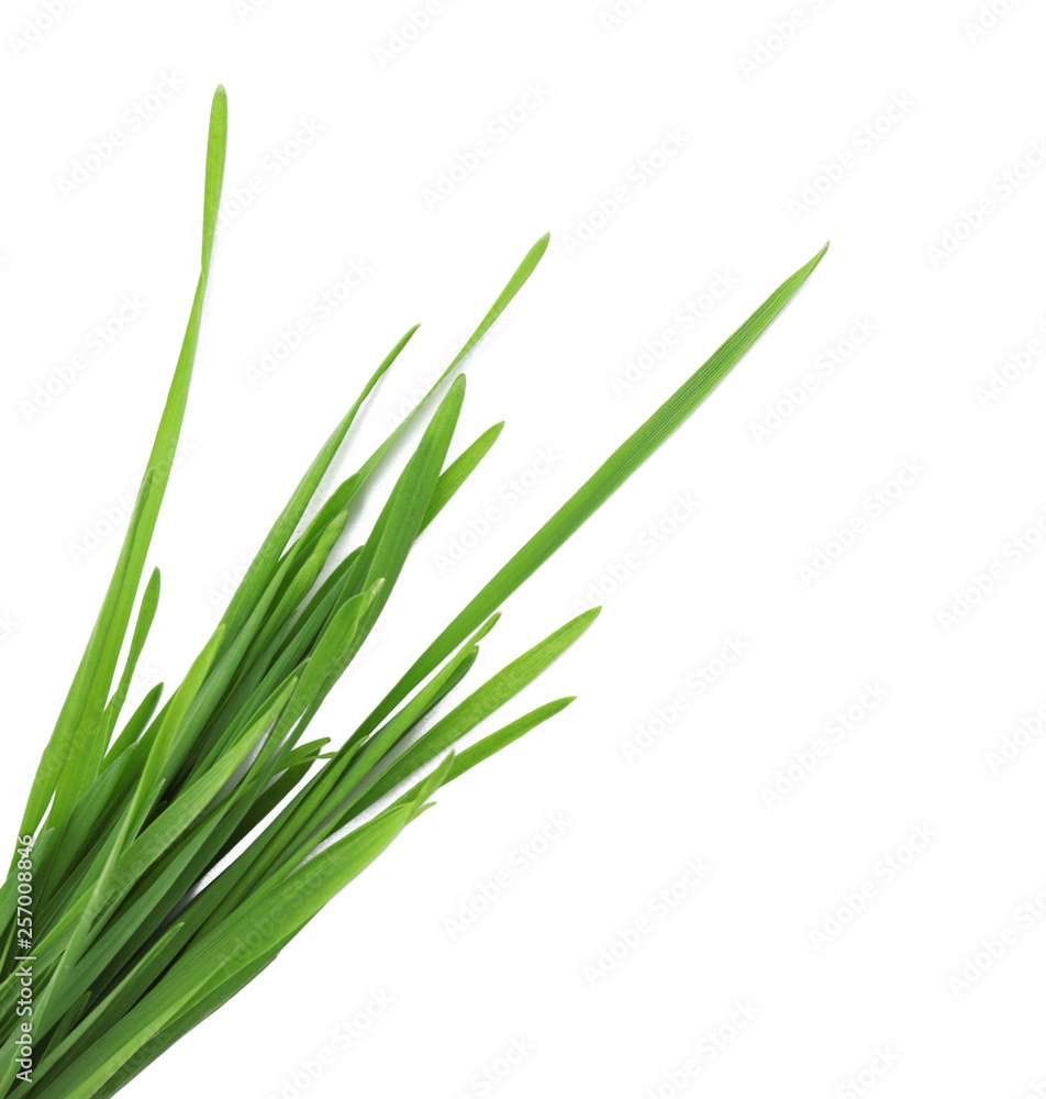 Wheat grass on white background, top view Wheat grass on white background, top view