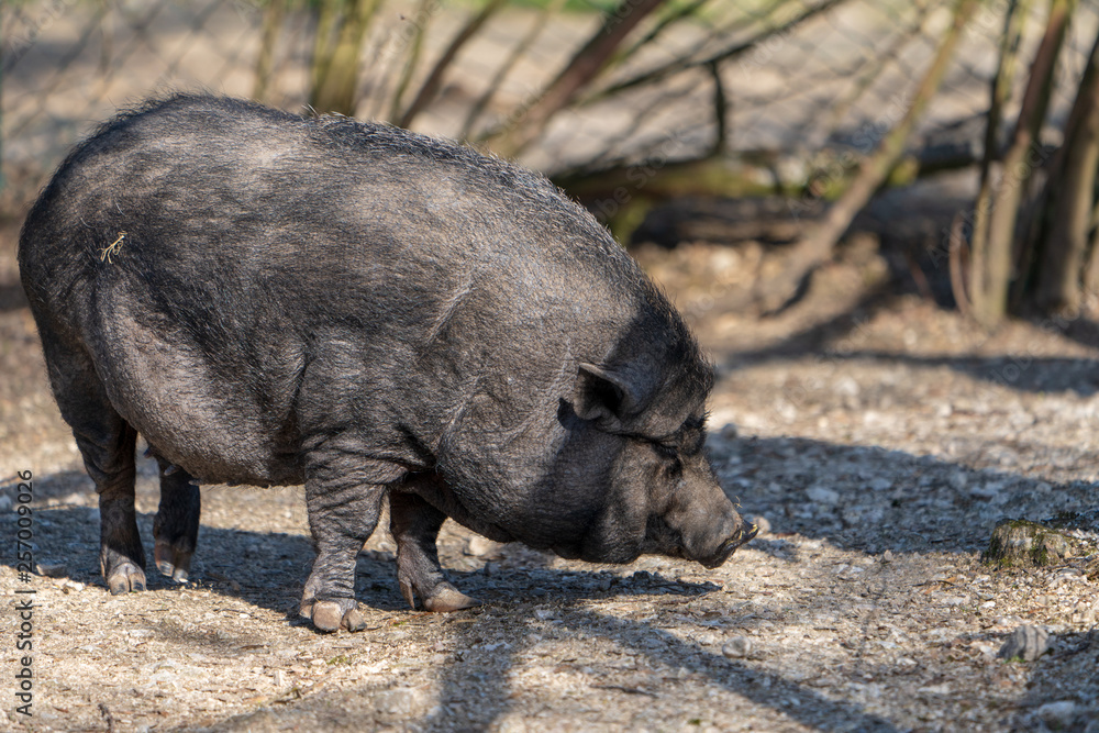 Fototapeta premium Hängebauchschwein