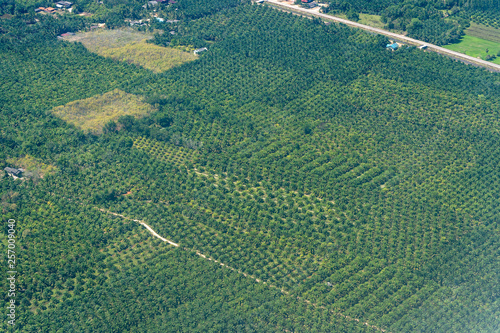 Palm plantations in Thailand, a view from airplane window. Nature background