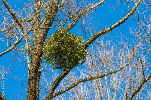 Wallpaper Mural Mistelzweig auf Baum Torontodigital.ca