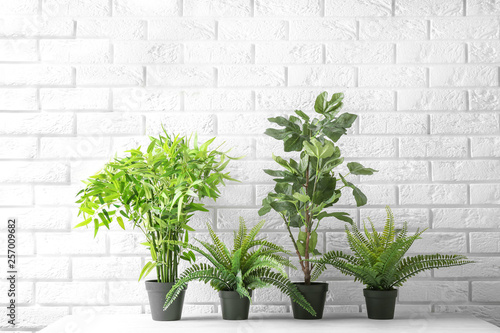 Potted plants on table near brick wall. Interior decor