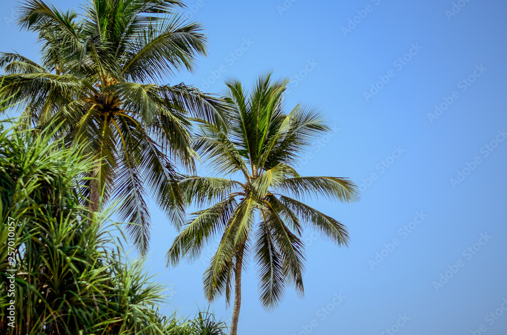 palm trees against blue sky