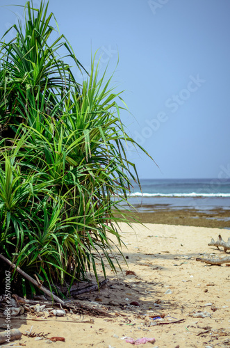 tropical beach with palm leaves