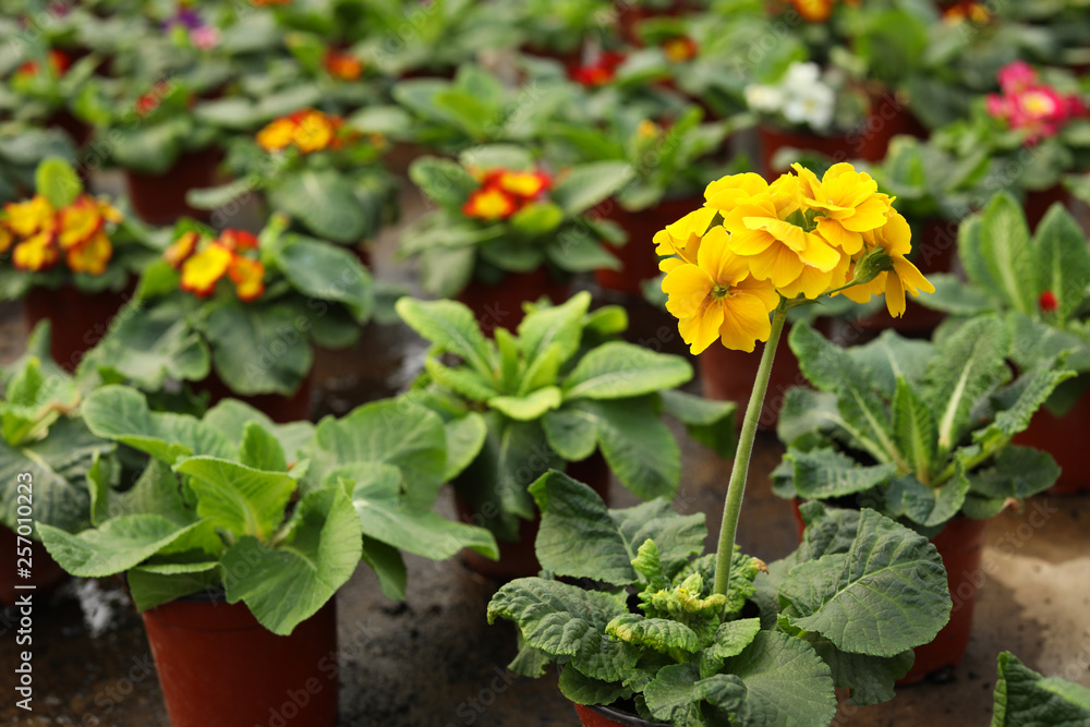 Beautiful blooming pot flowers in greenhouse, closeup. Space for text