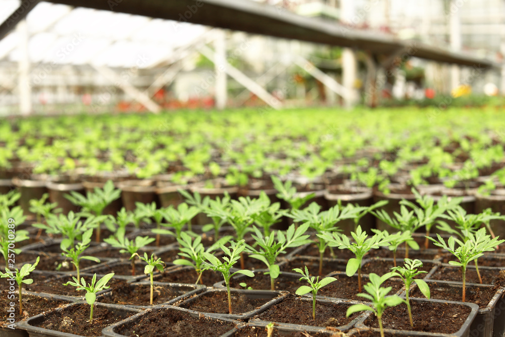 Many pots with soil and fresh seedlings in greenhouse, closeup Many pots with soil and fresh seedlings in greenhouse, closeup