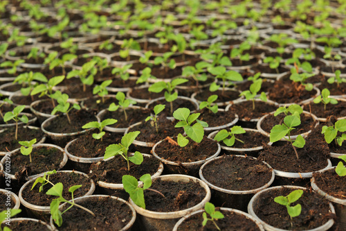 Many fresh green seedlings growing in starter pots with soil, closeup