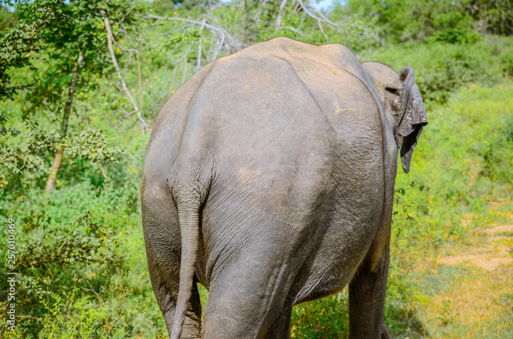 Fototapeta premium elephant in nature