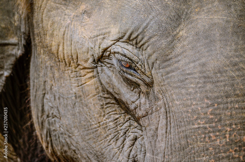 Macro eye of an elephant