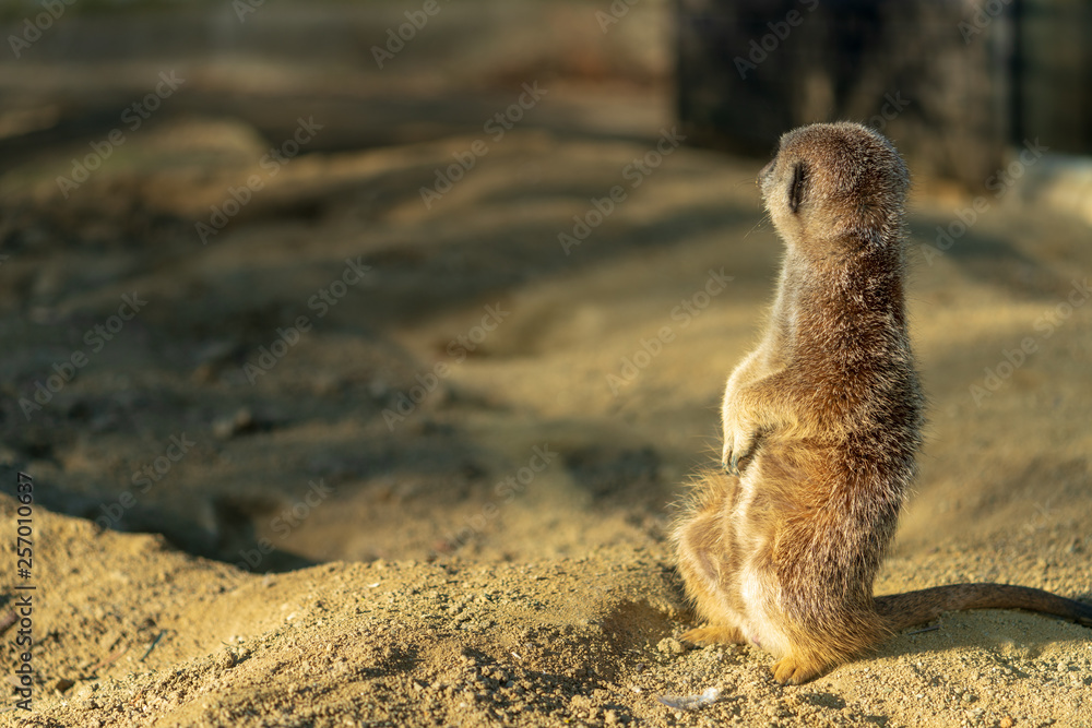 Fototapeta premium Erdmännchen im Sand