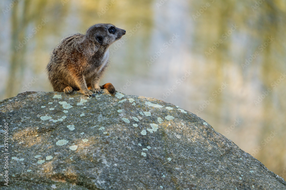 Erdmännchen auf Stein Erdmännchen auf Stein