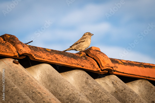 House sparrow bird or Passer domesticus on a roof of house