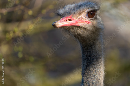 Vogelstrauss im Profil