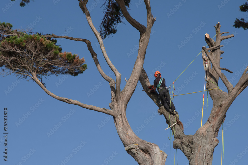 A man tied with a rope cuts the branches of a tree high up Stock Photo