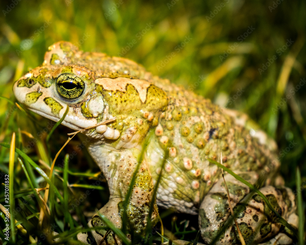 Fototapeta premium macro shot of frog