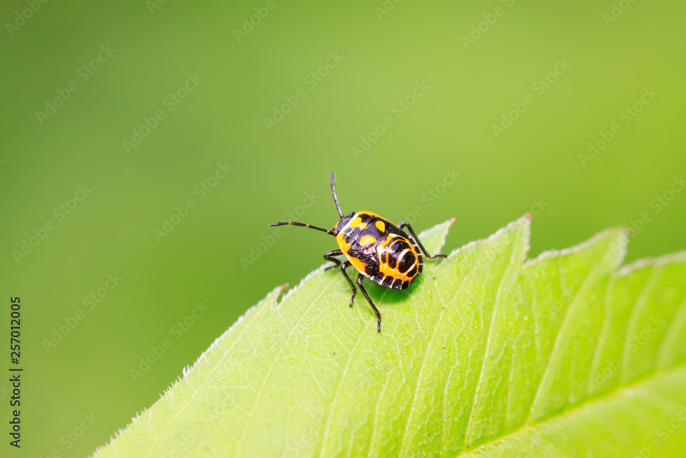 Naklejka premium stinkbug on green leaf
