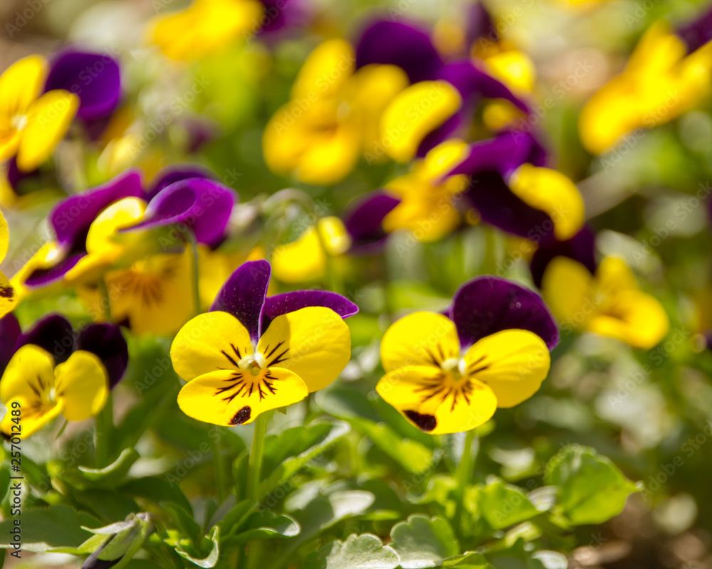 Fototapeta premium blooming flowers in spring